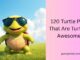 turtle puns